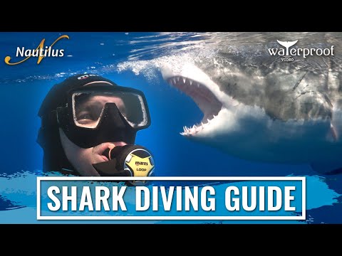 Great White Shark Diving Guide Martyn - at Guadalupe Island