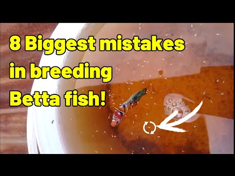, title : 'Why Betta fish breeding fail | 8 Mistakes to avoid'