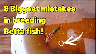 Why Betta fish breeding fail  8 Mistakes to avoid