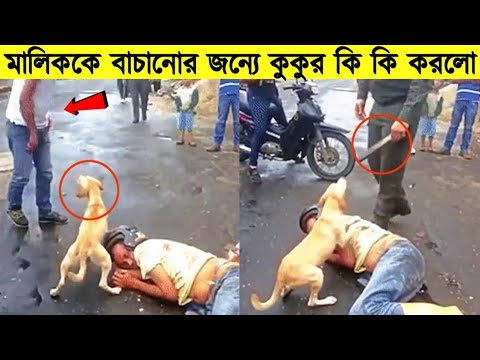 দেখুন মানুষের জন্যে কুকুর কি কি করে।চোখের পানি ধরে রাখতে পারবেন না।Dog Will Melt your heart