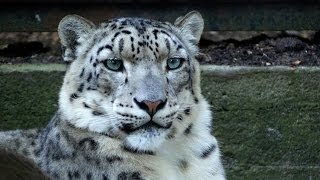 Jaguar Catches Heron Bird in Mid Air