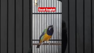 Download lagu Burung masteran paling mahal & jarang yg punya. #birds #masteran #cungkokgacor mp3