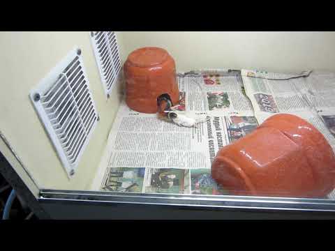 Королевская молочная змея. Как змеи поедают пищу. Как питается в неволи королевская молочная змея!