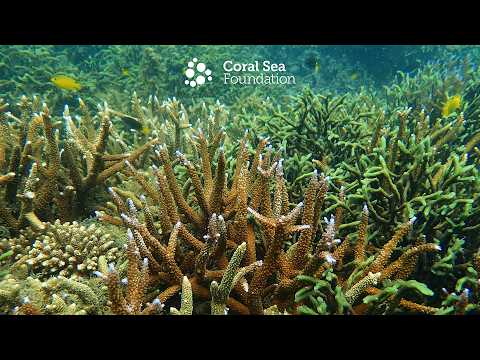 Reef Recovery at Maud Bay 4K