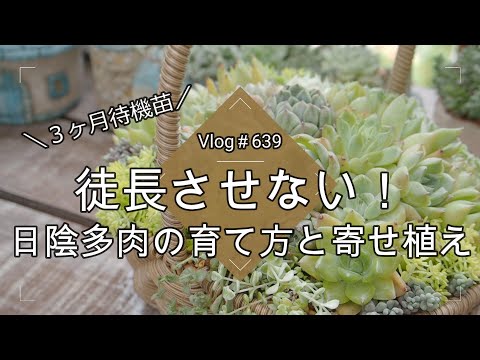 シュルンベルジェラ クリスマス サボテン メンテナンス不要のインテリア用の吊り下げ多肉植物