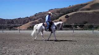 Rogue Wrangler 2010 ApHC Gelding 90 Days Under Saddle