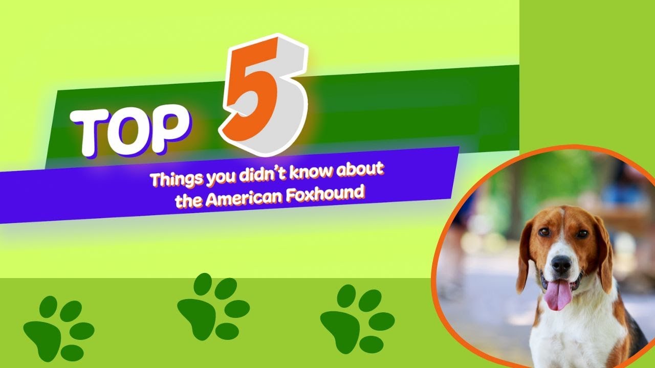 5 Things You Didn't Know About The American Foxhound