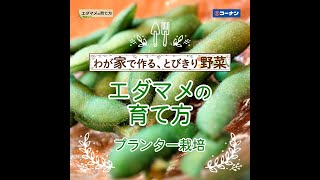 エダマメの育て方【プランター栽培】