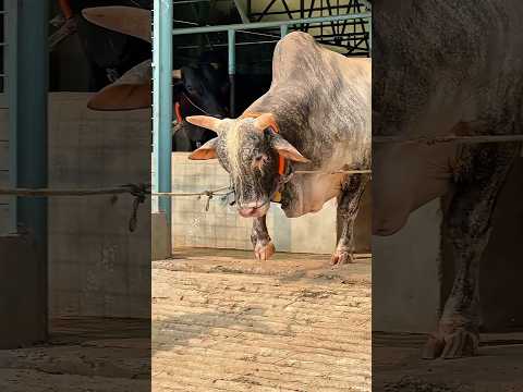 Magnificent Tiger Bull Comes Out from The Barn || Pagla Goru 2025 || Sadeeq Agro 2025 ||