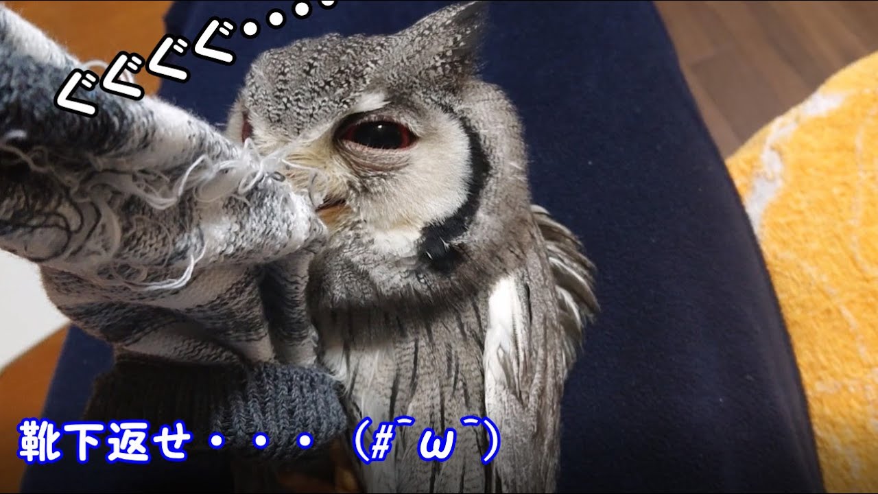 これでもかってくらいに靴下を放さないアフリカオオコノハズク