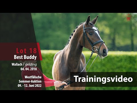 Sommer-Auktion Training Lot 18 Best Buddy Wallach v. Bonard de Charry - Diamond Hit