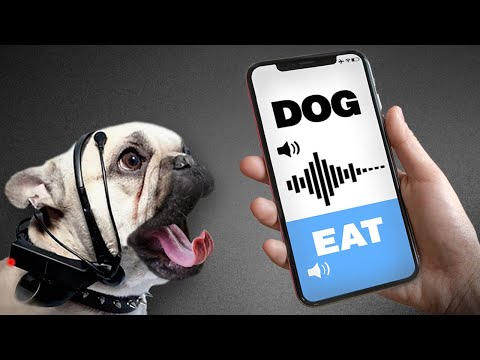 YouTube video about: How do you say please in dog language?
