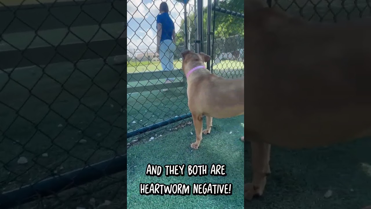 Enlarge Dior, a Adoptable Mixed Breed in Memphis, TN video 3/3