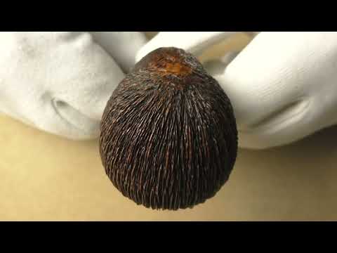 Amorelli Penna di San Michele *** - pipe 364