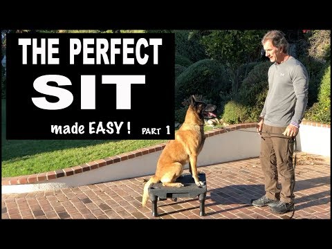 Teach Your Dog SIT on Command - Perfect SIT - Robert Cabral Dog Training Video