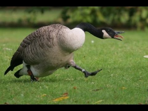 Goose chasing people - funny geese attack compilation