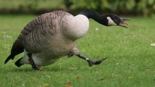 Goose chasing people - funny geese attack compilation