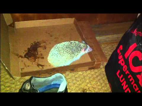 Night of the living leftovers