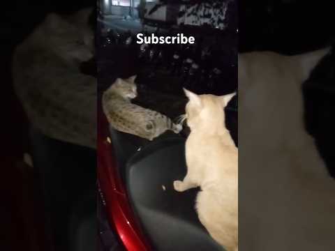 cats are together #cat #cutecat #shortsvideo