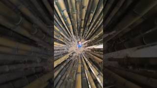Insta360 X4 Inside Bamboo Forest