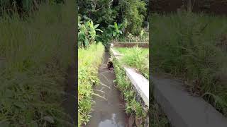 Download lagu ngejala di dekat Ranca ikan melimpah di dalam lobang #ngejala #funny #fypage mp3 Download lagu ngejala di dekat Ranca ikan melimpah di dalam lobang #ngejala #funny #fypage mp3