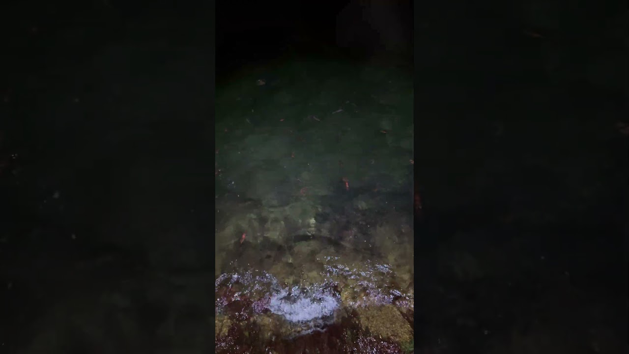 富山ホタルイカ