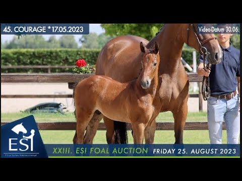 45. COURAGE colt by Covalliero x Chaccato x Armitage www.esi.auction