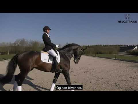 Jovian by Apache/Tango, stallion, born 2014