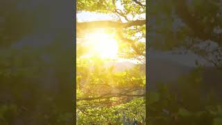 Bom dia com a paz de Deus!