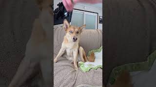 Video preview image #1 Aussie Siberian Puppy For Sale in Cuba, NY, USA