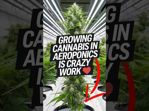 GROWING 🌱💨  in AEROPONICS is CRAZY Work! 🤯 (PART 1)