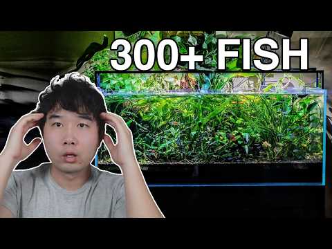 NO WATER CHANGE Fish Tank with 300+ Fish | Fish Tank Review 287