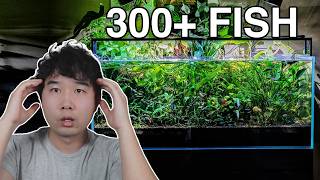 NO WATER CHANGE Fish Tank with 300+ Fish | Fish Tank Review 287