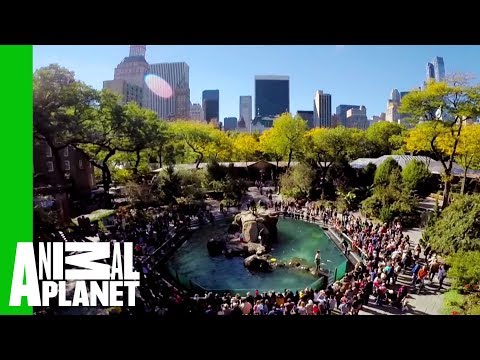 Video trailer för The Bronx Zoo Is Dedicated To Caring For Its Animals And Helping People Learn About Them