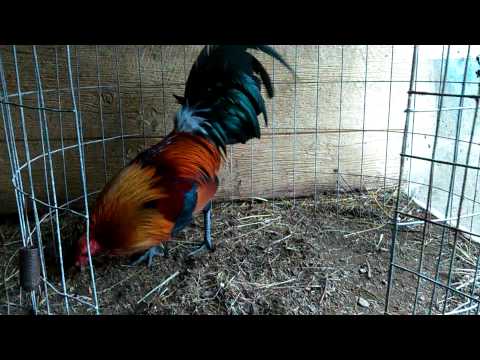 Johnny Mitchell Leiper x blueface /grey miniature