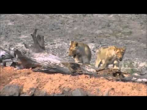 Djuma Game Reserve :Two Lioness try to get a drink but Buffalo say's No  Jan 24, 2016