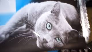 Proyecto trnd de comida húmeda para gato de la marca Sheba