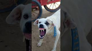 Download lagu 'Real Aggressive Dog Sound 😡⚠️ | Scary Barking & Angry Reaction 🐶🔥' mp3