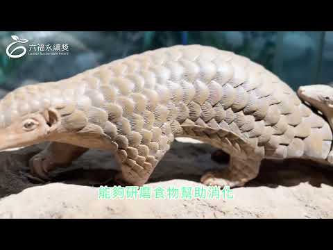  國小高年級中文組 潛力獎 -2025六福永續獎: 最佳人氣影片