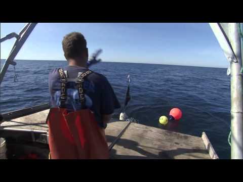 Meet Phil Harris, Black Cod Fisherman