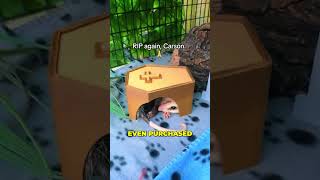 Possum plays dead