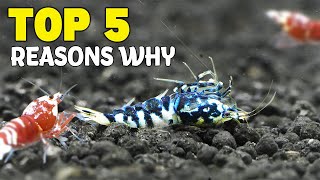Top 5 Reasons Why Shrimp Die