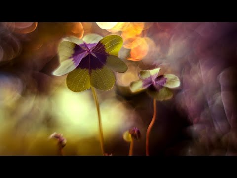 The Most Sharp Vintage Lens Pentacon f1.8 50mm M42