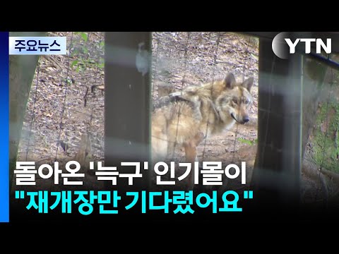돌아온 '늑구' 인기몰이..."재개장만 기다렸어요" / YTN