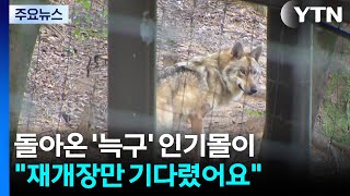 돌아온 '늑구' 인기몰이..."재개장만 기다렸어요" / YTN
