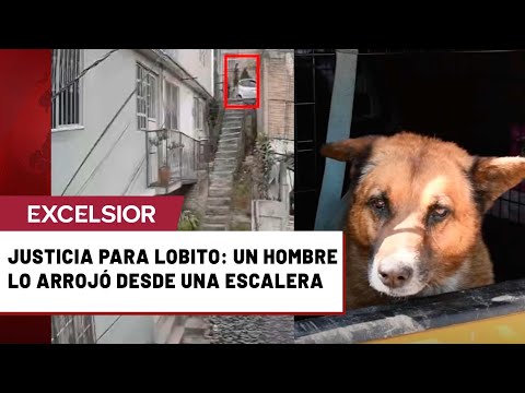 Lanzan a perrito desde escalera en Naucalpan, Edomex