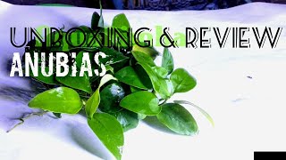 Download lagu berbagai macam jenis  anubias beserta karateristiknya mp3