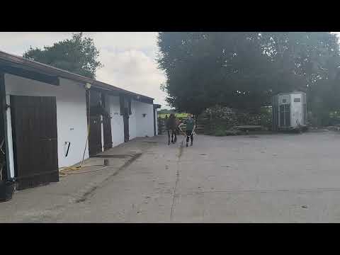 Thoroughbred 3 year old Filly for sale - Image 2