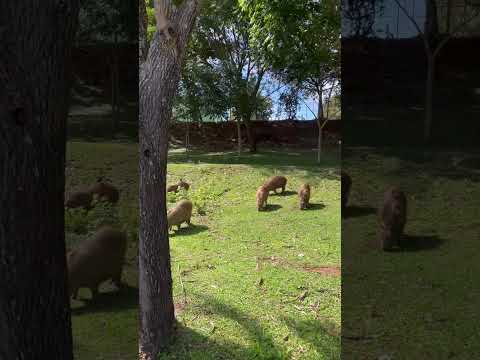 #boasemana #goiás #interiordegoias #lugareslindos #paisagemnatural #morrinhos