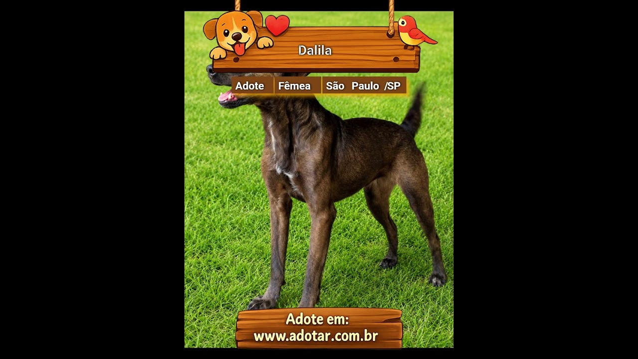 Cachorro raça SRD-ViraLata idade 2 anos nome Dalila